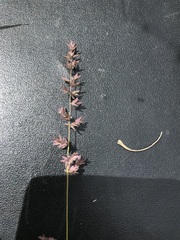 Eragrostis lacunaria