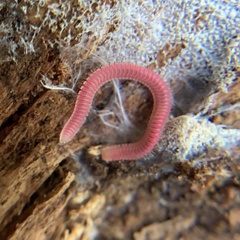 Gosodesmus claremontus