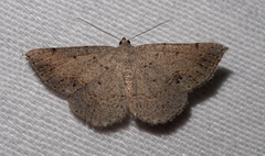 Taxeotis perlinearia