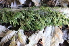 Thamnobryum alopecurum
