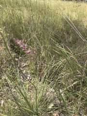 Eragrostis lacunaria