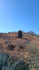 Ferocactus