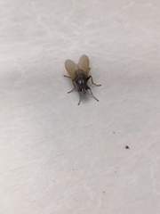 Musca domestica