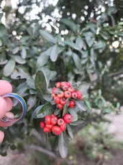 Pyracantha