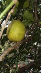 Citrus medica
