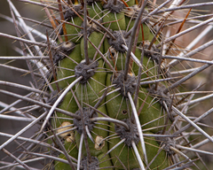 Trichocereus deserticola