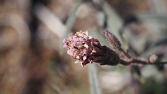 Palafoxia arida arida
