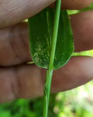 Dichanthelium latifolium