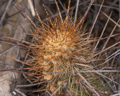 Trichocereus deserticola