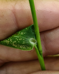 Dichanthelium latifolium