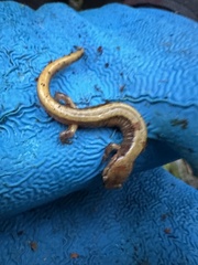 Plethodon vehiculum