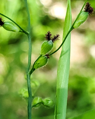 Dichanthelium latifolium