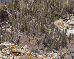 Trichocereus deserticola