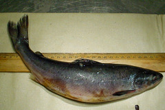 Salmo salar