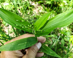 Dichanthelium latifolium