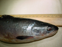 Salmo salar