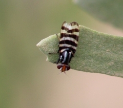 Pterotaenia fasciata