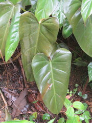 Philodendron erubescens