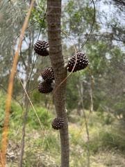 Casuarinaceae