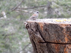 Junco hyemalis dorsalis