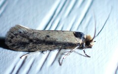 Tinea apicimaculella