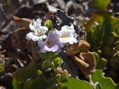 Euphrasia collina