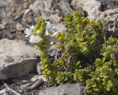 Euphrasia collina