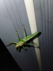 Hexacentrus japonicus