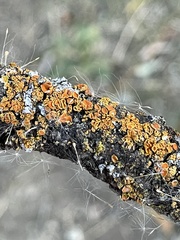 Polycauliona polycarpa