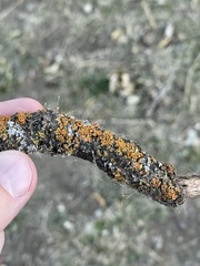 Polycauliona polycarpa