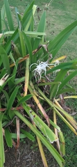 Hymenocallis littoralis