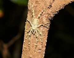 Pandercetes gracilis
