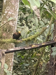 Psarocolius angustifrons