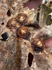 Callirhytis quercusfutilis