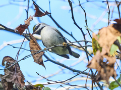 Vermivora chrysoptera