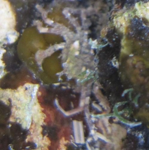 Hymenosomatidae