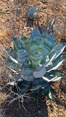 Agave colorata