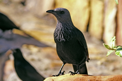 Onychognathus morio morio