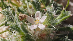 Loeseliastrum schottii