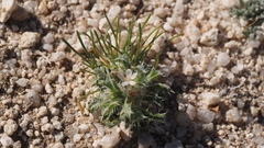 Loeseliastrum schottii