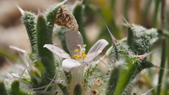 Loeseliastrum schottii
