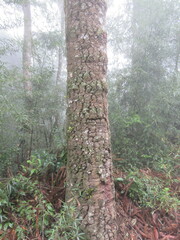 Araucaria angustifolia
