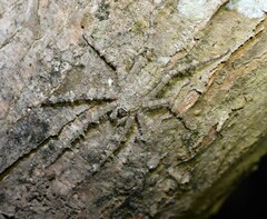 Pandercetes gracilis