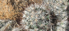 Mammillaria tetrancistra