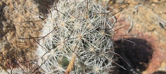 Mammillaria tetrancistra