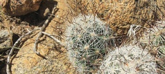 Mammillaria tetrancistra