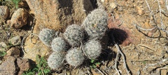 Mammillaria tetrancistra