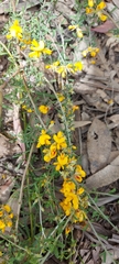 Pultenaea gunnii