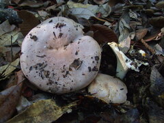 Lactarius argillaceifolius megacarpus