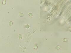 Lactarius argillaceifolius megacarpus